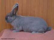 moravský modrý králík